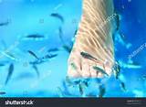 Images of Fish Spa Treatment