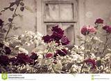 Rose Bushes That Flower All Summer Images