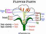 Parts Of A Flower