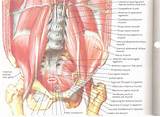 Images of Low Pelvic Floor Muscles