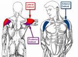 Pictures of Deltoid Muscle Exercises With Dumbbells