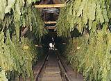 Pictures of Harvesting Marijuana Plants