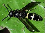 What Is A Black Wasp Pictures