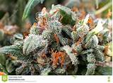 Photos of Medical Marijuana Thc
