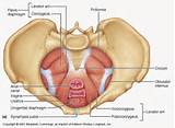 Images of Pelvic Floor Muscles In Yoga