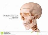 Pictures of Medical Skull Model