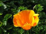 Poppy Flower Plant Pictures