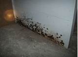 Images of Mold Removal From Walls