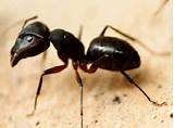 Black Ant Control Home Remedy