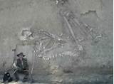 Pictures of Fossils Of Giants