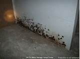 Mold Removal Cost Pictures