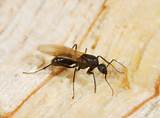 Termite Damage Foundation Repair