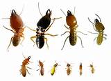 Images of Termite Pest Species