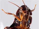 Pictures of Information About Cockroach