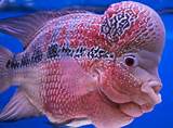 Images of Flower Horn Fish