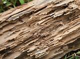 Pictures of What Does Termite Damage Look Like