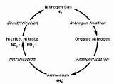 Photos of Nitrate Is Converted To Nitrogen Gas Through The Process Of