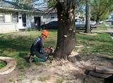 Pictures of West Michigan Tree Services Reviews