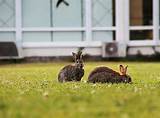 Pictures of Rabbits Garden Pest Control