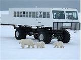 Polar Bear Watching In Canada Photos