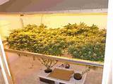 Grow Marijuana Hydroponic System Pictures