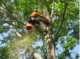 Father And Son Tree Service Images