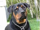 Pictures of Rottweiler Service Dog Video