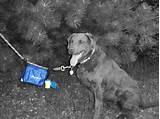 Dog Poop Bag Carrier Images