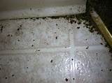 Temperature To Kill Bed Bugs Cold Photos