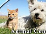 Images of Mchenry County Animal Control Il