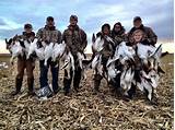 South Dakota Snow Goose Hunting Outfitters Photos