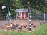 Chicken Coop Wire Fence Photos