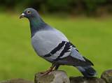 Pigeon Pest Removal Pictures