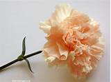 Pictures of Wallpaper Carnation Flower