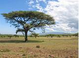Lodges Serengeti National Park