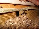 Do Carpenter Ants Eat Termites Photos