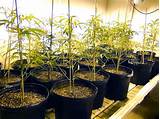 Medical Marijuana Grow Rooms