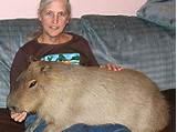 Pictures of Largest Rodent