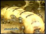 Ant Termite Control Pictures