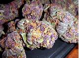 Pictures of Purple Marijuana
