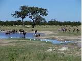 Images of Safari Chobe National Park