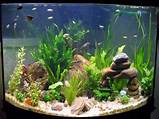 Images of Best Fishes For Home Aquarium