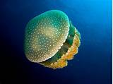 Images of What Do Jelly Fish Eat