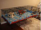 Cheap Guinea Pig Cages
