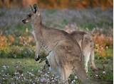 Gold Kangaroos Photos