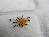 Images of Diatomaceous Earth Carpenter Ants