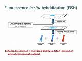 In Situ Hybridization Fish Photos