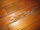 Termite Damage Assessment Photos