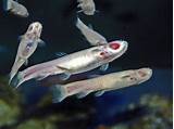 Pictures of Quaker Fish