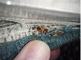 Bedbugs In Hotels Pictures